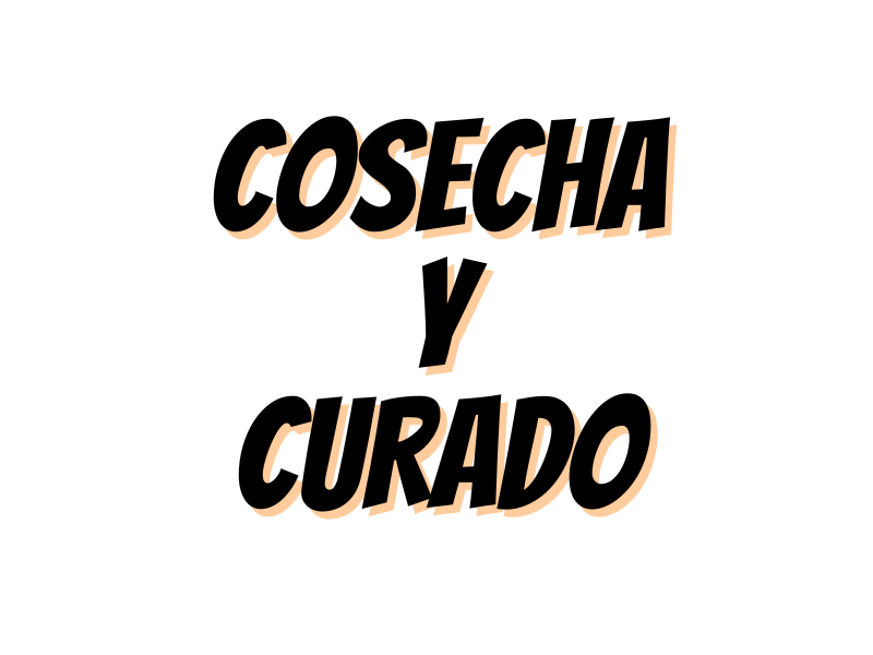 COSECHA EXTRACCION Y CURADO